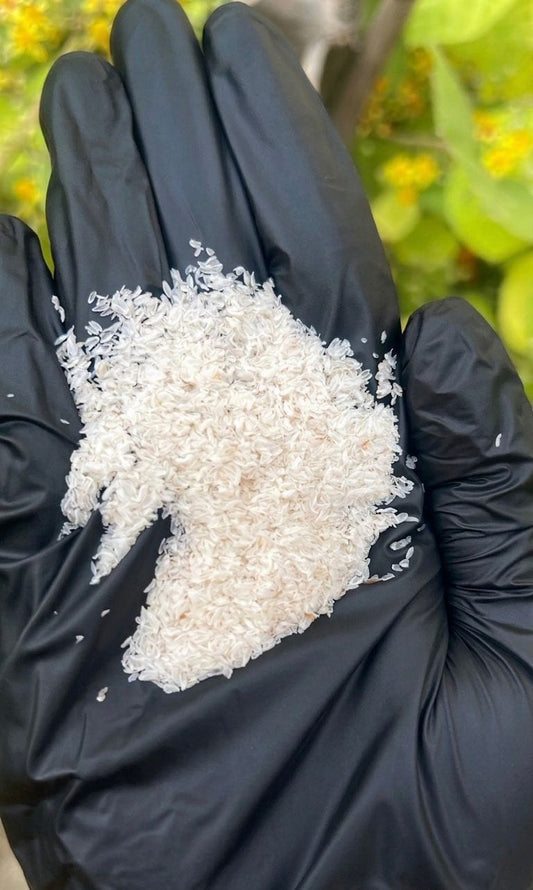 Organic Ispaghol Husk in Pakistan